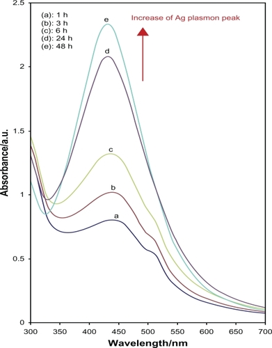 Figure 1 The UV-vis absorption spectra of the colloidal Ag-NPs synthesized using glucose at different reaction times.Abbreviations: Ag-NPs, silver nanoparticles; UV-vis, ultraviolet visible.