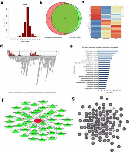 Figure 5. Identification of differentially expressed microRNAs (DE-miRNAs) in dimethyl sulfoxide (DMSO)-induced P19 cells after ASXL transcriptional regulator 3 (ASXL3) knockdown. After ASXL3 knockdown, miRNA sequencing was performed to confirm the changes in the miRNA profile of DMSO-treated P19 cells. (a) Length distribution of the screened miRNAs. (b) Venn diagram of common DE-miRNAs (p ≤ 0.05 and |log2Ratio| ≥ 0.59). (c) Heat map of DE-miRNAs between the three groups. (d) Gene ontology analysis of 1214 DE-miRNAs. (e) Kyoto Encyclopedia of Genes and Genomes analysis of the 1214 DE-miRNAs. (f) Network diagram of common DE-miRNAs associated with ASXL3. (g) Interacting partners of ASXL3 in the PI3K-Akt, mitogen-activated protein kinase (MAPK), and Rap1 signaling pathways.