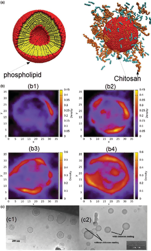 Figure 5. (a) Schematic illustrations of the mesoscopic models of SACPNs. The yellow spheres represent the hydrophobic part of the phospholipid, while the red spheres represent the hydrophilic part. The chitosan are assembled in a random configuration around the phospholipid. (b) Distribution of chitosan on the xy plane. (b1) 50 chains of chitosan; (b2) 100 chains of chitosan; (b3) 150 chains of chitosan; (b4) 200 chains of chitosan. (c) Cryo-TEM image of SACPNs containing tamoxifen (c1) and progesterone (c2). (a, b) Reproduced with permission (Terrón-Mejía et al., Citation2018). Copyright 2018, MDPI. (c) Reproduced with permission (Gerelli et al., Citation2008). Copyright 2007, IOP Publishing.