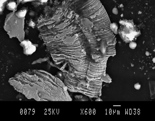 Figure 3. Ploughed wear particles, 600× magnification.