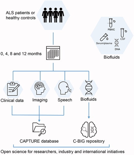 Figure 1 CAPTURE ALS visit procedures and biosampling protocols. There are four study visits at 0, 4, 8, and 12 months for ALS patients and two visits at 0 and 8 months for healthy controls. At each visit a complete neurological exam, ALSFRS-R disability score, speech analysis and multimodal neuroimaging are performed. The biofluids are collected at every visit, except CSF (which is collected when patients consent to this optional procedure). A full cognitive panel is included at the 0- and 8-month visits. Data are stored in CAPTURE databases and biofluids are sent to C-BIG for open science.