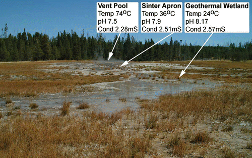 Figure 4. Chemical and physical parameter distribution along a thermal out-flow gradient in the Yellowstone National Park; USA. Image taken looking up thermal gradient, across the sinter apron and towards the vent pool of Big Blue Hot Spring, from the peripheral geothermal wetland. Foreground vegetation is dominated by Eleocharis rostellata with fringes of Triglochin maritimum. The white sinter apron in the centre of the image has sparse T. maritimum plus small alkali- and salinity-tolerant grasses on interfluves between braided run-off streams. Lodgepole pine (Pinus contorta) dominated forest forms a backdrop that emphasises partitioning of vegetation across a sharp boundary that occurs between the low-lying, thermally influenced environments conducive to plant preservation and topographically higher and therefore less preservation-prone mesophyte communities.