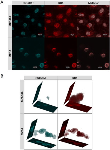 Figure 10. (a) Confocal images of cancer- (MCF-7) and health- (MCF-10A) cells obtained after 72-h incubation with DOX-loaded MEO2MA-OEGMA30%-MeHa-DEGDA NGs. Cell nuclei were stained with Hoechst fluorescent dye (blue color). Red color was emitted by DOX absorbed by cells. In case of cancer cells overlapping fluorescence signals of DOX and Hoechst dye were separated. (b) 3 D projections of MCF-7 and MCF-10A cell nuclei recorded after 72-h treatment with DOX-loaded MEO2MA-OEGMA30%-MeHa-DEGDA NGs. For each cell line separated fluorescent signals and merged signal are presented. Blue color marks cell nuclei stained with Hoechst dye. Red color indicates presence of DOX. (For interpretation of the references to color in this figure legend, the reader is referred to the web version of this article).