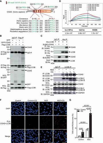 Figure 2. CGAS interacted with LC3B. (A) Prediction of LIRs in CGAS by iLIR and protein sequence alignments of conserved LIR motifs. (B) Immunoblot of cell lysates or anti-Flag immunoprecipitates from HEK293 cells that had been transfected with Flag-LC3B and GFP-CGAS. (C) Results of in vitro precipitation assay with anti-His antibody and protein agarose of His-tagged LC3B and SUMO-tagged CGAS. (D) Binding curves of surface-immobilized SUMO-tagged CGAS with His-tagged LC3B at concentrations of 800 nM, 400 nM, 300 nM, 200 nM and 100 nM. Vertical lines mark the starts of association and dissociation phases of the binding events. The dashed lines are global fits to a Langmuir reaction model; global fitting parameters are listed in the table below the plot. (E) Immunoblot of cell lysates and anti-LC3B immunoprecipitates from U2OS cells in the absence or presence of NDZ (300 nM) treatment for 24 h followed by 24-h recovery, and cells were left untreated or treated with CQ (40 μM) treatment 8 h prior to harvesting. (F and G) PLA showing the interaction of CGAS with LC3B in U2OS cells left untreated or treated with NDZ (300 nM) for 24 h followed by 48-h recovery, and cells were cultured in the absence or presence of CQ (40 μM) for 12 h prior to harvesting (F). The quantification data were shown in (G). Data are representative of n = 3 independent experiments (B-F). Data are expressed as mean ± (SEM) of 3 independent experiments (G). Scale bar: 50 μm