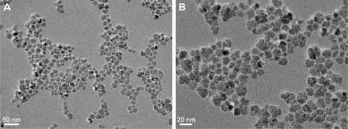 Figure 1 TEM images of iron core.Notes: (A) polyacrylic acid coated USPIO. (B) c (RGDyK) conjugated USPIO.Abbreviations: c (RGDyK), Cyclo (Arg-Gly-Asp-Tyr-Lys); TEM, transmission electron microscopy; USPIO, ultrasmall superparamagnetic iron oxide nanoparticle.
