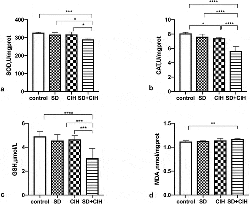 Figure 2. Effect of chronic intermittent hypoxia and sleep deprivation on the antioxidant status. (a) Calculation of malondialdehyde (MDA) abundances. (B, C, D) Calculation of superoxide dismutase (SOD), catalase (CAT), and glutathione (GSH) activities. *p < 0.05; **p < 0.01; ***p < 0.001; ****p < 0.0001.