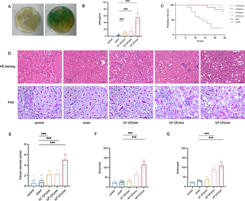 Figure 1 Establishment of stable S-AKI mice model. (A) The LB medium with amplified P. aeruginosa. (B) The concentrations of LPS in plasma at 24h after incision infection in different groups (n=10). (C) Kaplan-Meier’s survival curve of different groups within 24 h after incision infection (n=10). (D) Histopathology (HE and PAS staining) of kidney tissues in different groups at 24 h after incision infection. (E) The tubular necrosis scores of different groups at 24 h after incision infection. (F and G) The concentrations of SCr and BUN at 24 h after incision infection (n=10). Data were expressed as mean ± standard deviation. Difference between 109 CFU/mL group, 108 CFU/mL group, 107 CFU/mL group, sham group, and control group was made using unpaired Student’s t-test for normally distributed data (n=10). Images, × 200 and × 400; original scale bar, 100 μm. Arrows indicate the damaged renal tubule. ***p<0.001.