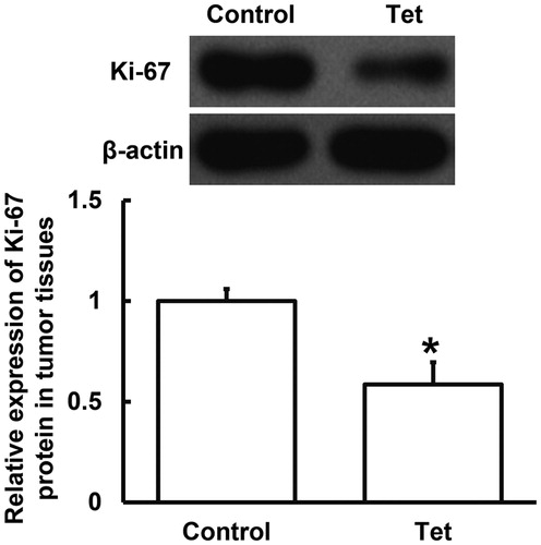 Figure 4. Relative expression of Ki-67 protein in tumour tissues from NSCLC patients undertaking radiotherapy. Note: Control, patients (n = 30) who did not take Tet during radiotherapy; Tet, patients (n = 30) who took Tet during radiotherapy. Expression of protein was measured by Western blotting using β-actin as internal control. *p < 0.05 compared with control group.