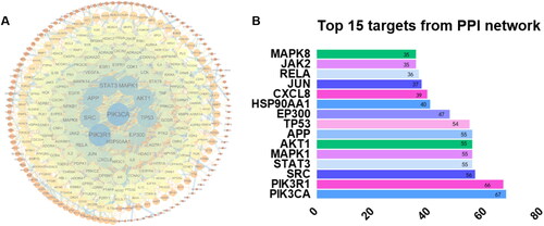 Figure 8. Protein-protein interaction (PPI) network and top 15 targets from the PPI network. PPI network of 74 target genes: the node colour depth and node size are directly proportional to the degree value, and the edge width and colour depth are directly proportional to the confidence of the interaction between proteins (A). Top 15 targets from PPI network (B).