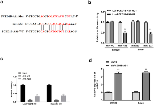 Figure 4. PCED1B-AS1 acted as the sponge of miR-633. (a) The putative binding site between PCED1B-AS1 and miR‐633 by Starbase. (b) Luciferase reporter assay. (c) RIP assay. (d) The mRNA level of miR‐633 in SW620 and LoVo cells transfected with sh-PCED1B-AS1 was measured by qRT-PCR. ** p < 0.01.