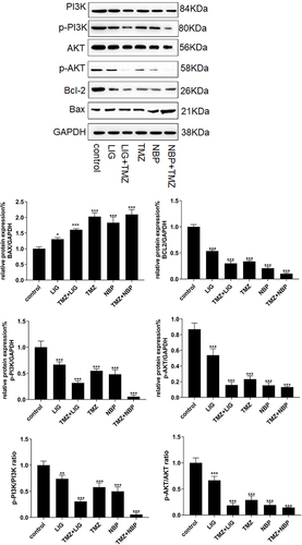 Figure 6 Effects of LIG, NBP and TMZ alone or in combination on the PI3K/Akt signaling pathways in U251 cells. Values are mean ± standard deviation (n=3). Differs from control group, *p < 0.05, **p< 0.01, ***p< 0.001.