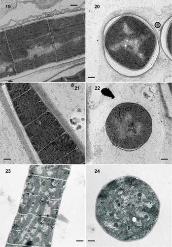 Figs 19–24. Transmission electron micrographs of isolated strains and environmental samples. 19, 20. Strain Phormidium sp. BGU3, in longitudinal sections (Fig. 19) and in cross-section (Fig. 20). 21, 22. Strain Phormidium sp. 2TGU3, in longitudinal sections (Fig. 21) and in cross-section (Fig. 22). Both strains show a fascicular pattern with thylakoids running parallel to the longitudinal axis of the filament. 23, 24. Phormidium sp. in mat from Guadalix river downstream, with thylakoids irregularly stacked within the cells: longitudinal sections (Fig. 23 and cross-section (Fig. 24). Scale bars = 0.5 μm (Figs 19, 20, 23, 24) and 1 μm (Figs 21, 22).