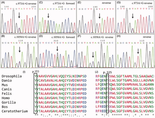 Figure 3. The identified COQ2 mutations of the pedigree. A and B: proband; C and D: elder brother of the proband; E and F: the father; G and H: the mother. I and J: Multiple alignment of amino acid sequences across species using Clustal X, which showed high conservation of the amino acids at locus 353 and locus 325 of COQ2.