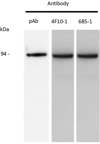 Figure 1. Western blot of R. toxicus FH79 cell extracts probed with pAb and mAbs 4F10-1 and 6B5-1. One hundred ng of soluble R. toxicus protein was loaded on gels. The mass of the full-length target protein as predicted from R. toxicus genome accession AYW_02955 is 94 kDa.