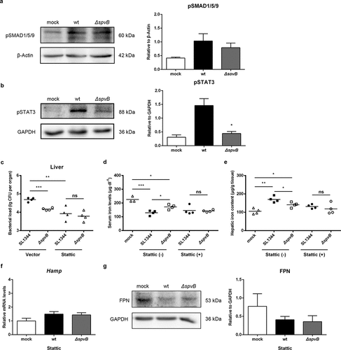 Figure 3. SpvB increases hepatic hepcidin expression through the STAT3-dependent pathway. a, b) Streptomycin-pretreated mice were orally infected with 1 × 107 CFUs of either the WT or the ΔspvB mutant S. typhimurium strain and analyzed at 3 days post-infection. a) Western blot analysis of whole liver lysates with specific antibodies to pSMAD1/5/9 and the control β-Actin (n = 3 mice, respectively). Densitometric analysis of pSMAD1/5/9 relative to β-Actin protein and one of 3 representative western blot experiments are shown. b) Western blot analysis of whole liver lysates with specific antibodies to pSTAT3 and the control GAPDH (n = 3 mice, respectively). Densitometric analysis of pSTAT3 relative to GAPDH protein and one of 3 representative western blot experiments are shown. c-g) S. typhimurium-infected mice were administered i.p with either Stattic or the same volume of vector and analyzed at 3 days post-infection. c) Hepatic bacterial load was determined by plating. d) Serum iron levels were measured with a colorimetric assay. e) Hepatic iron content was determined on the basis of a multiscan spectrum. f) Hepatic Hamp levels were determined by quantitative PCR (n = 4 mice, respectively). g) Western blot analysis of whole liver lysates with specific antibodies to FPN and the control GAPDH (n = 3 mice, respectively). Densitometric analysis of FPN relative to GAPDH protein and one of 3 representative western blot experiments are shown. Statistical analysis was performed with IBM SPSS statistics 22. Data were compared with independent Student’s t-test. Values are expressed as the mean ± SEM, and statistically significant differences are indicated. *P< .05; **P< .01; ***P< .001; ns, not significant