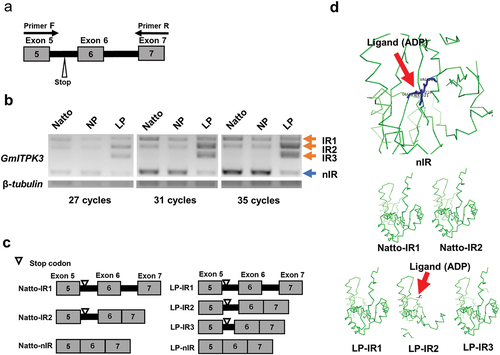 Figure 2. Alternative splicing at the region of exons 5–7 of GmITPK3. (a) Location of primers hybridized for detecting the alternative splicing. (b) Intron retention (IR) transcripts and non-intron retention (nIR) transcripts amplified from cDNA of the Natto-kotsubu (Natto) cultivar, normal phytic acid (NP) line, and low-phytic acid (LP) line leaves (at 27, 31, and 35 cycles of PCR). (c) Schematic representation showing the splicing variants at the region between exons 5‒7 of GmITPK3 according to the cDNA sequencing analysis. The Natto cultivar and NP line gave rise to three transcripts (Natto-IR1, Natto-IR2, and Natto-nIR), whereas LP line showed four transcripts (LP-IR1, LP-IR2, LP-IR3, and LP-nIR). (d) PyMOL generated image of ligand binding residues of each splice variant in the Natto cultivar and LP line predicted by FunFold Server 2. No binding sites were predicted in GmITPK3 translated from Natto-IR1, Natto-IR2, LP-IR1, and LP-IR3. The most likely predicted ligand type of GmITPK3 translated from nIR in the Natto cultivar and LP line was ADP (indicated by red arrow), displaying the ligand binding residues E217, F218, V219, and I321. Meanwhile, the most likely ligand type of truncated protein translated from LP-IR2 was ADP-dependent (indicated by red arrow) and contained F215 as a ligand binding residue. Gray boxes, thick black lines, and numbers indicate exons, retained introns, and exon number, respectively.