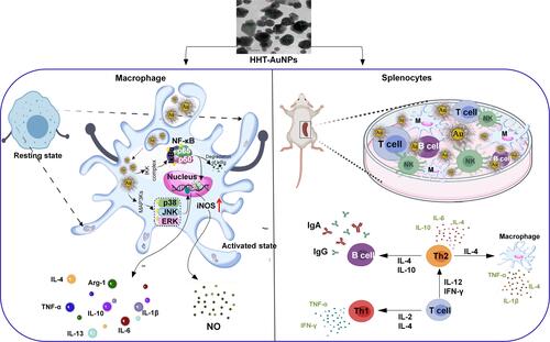 Figure 9 Mechanism of immunoenhancing action of HHT-AuNPs in macrophages and splenocytes.