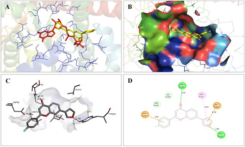 Figure 18. Interaction analysis of 14 with tubulin. (A) Overlay of 14 (yellow) with co-crystallized ligand (pink). (B) Orientation of 14 in the active site of tubulin protein. (C) 3D docked pose of 14 showing hydrogen bond interactions. (D) 2D docked pose of 14 showing hydrogen bond and hydrophobic interactions in the active site of tubulin protein.