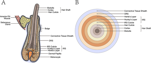 Figure 1 Hair anatomy. (A) A human scalp hair follicle (anagen). (B) The concentric layers of the hair follicle bulb.