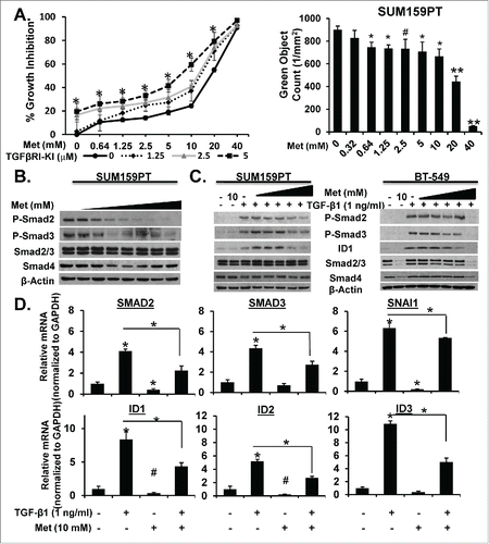 Figure 4. Metformin Alone or in Combination with TGF-β-KI Attenuates TGF-β-induced Proliferation and Activation of TGF-β Signaling Proteins and mRNA. A. SUM159PT-Nuc-GFP cells were treated with increasing concentrations of metformin (0–40 mM) in the presence of increasing concentrations of TGF-β-KI (LY2157299; 0, 1.25, 2.5, and 5.0 µM) and monitored for proliferation over time using IncuCyte Zoom™ for 6 days, (n = 4, *P < 0.001). Bar graph represents metformin dose-response (0–40 mM) mediated inhibition of proliferation at 72 hrs in SUM159PT cells (**P < 0.0001, *P < 0.001, #P < 0.01). B. SUM159PT cells were treated with metformin dose response (0, 0.64, 1.25, 2.5, 5, 10, 20, 40mM) for 24 h then harvested for WB analysis of TGF-β-protein targets. C. SUM159PT or BT-549 cells were treated with metformin (0, 0.64, 1.25, 2.5, 5, 10 mM) for 20 h prior to TGF-β1 (1 ng/ml) stimulation for 4 hours then harvested for WB examination of TGF-β signaling proteins. D. SUM159PT were treated with metformin (10 mM) for 20 hours prior to TGF-β1 (1ng/ml) stimulation for 4 hours then mRNA was isolated and purified for qRT-PCR examination of TGF-β-specific gene targets (n = 3, *P < 0.0001, #P < 0.001). Experiments are representative at least three experiments.