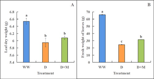 Figure 1. Effects of exogenous melatonin on dry (A) and fresh (B) weight of soybean leaves under drought stress. WW: normal water supply; D, drought stress treatment; D + M, drought stress treatment + melatonin treatment. These values are the average of three replicates of three independent experiments. The difference between different treatments was significant (p < 0.05).