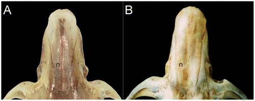 Figure 5. Dorsal views of the nasal of the holotype R. albujai DMMECN 3719 (A), and holotype R. fulviventer BM 96.11.1.3 (B).