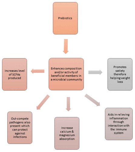 Figure 2. An overview of some beneficial impacts of prebiotic supplementation on the gut microbiota.