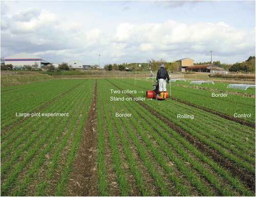 Figure 1. Rolling in the experimental field (7 December 2018).