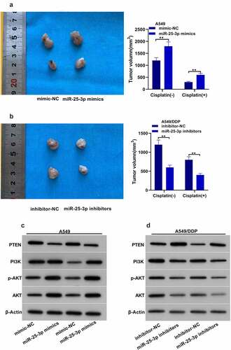 Figure 6. miR-25-3p partook DDP drug-fast via animal assay. (a–b) Mice tumor volume. (c–d) Western blot was used to detect PTEN, PI3K as well as p-AKT/AKT expression via miR-25-3p mimic/inhibitor transfection