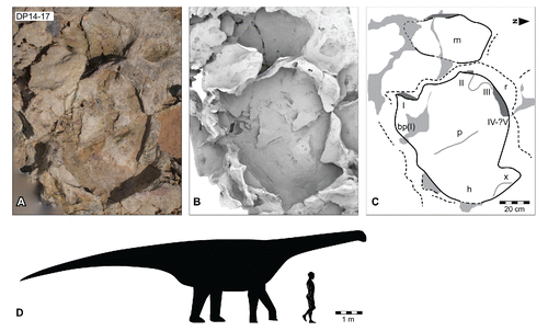 FIGURE 32. Broome sauropod morphotype C, from the Yanijarri–Lurujarri section of the Dampier Peninsula, Western Australia. Coupled right manual and pedal impressions, UQL-DP14-17, preserved in situ as A, photograph; B, ambient occlusion image; and C, schematic interpretation. D, silhouette of hypothetical trackmaker of Broome sauropod morphotype C, based on UQL-DP14-17, compared with a human silhouette. Abbreviations: bp(I), bulged pad associated with digit I; h, heel region; I–V, digital impressions I, II, III, IV and V; m, manual impression; p, pedal impression; r, expulsion rim; x, impression of unclear origin. See Figure 19 for legend.