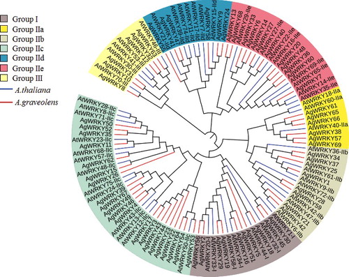 Figure 1. Phylogenetic tree of WRKY TF domains from A. graveolens and A. thaliana.