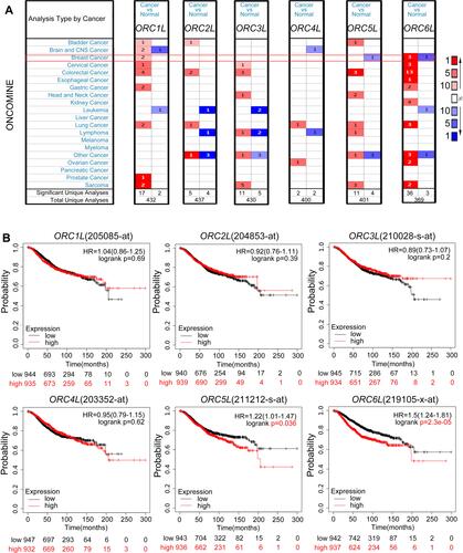 Figure 1 Expression of ORCs in various tumors and their prognostic value in BC. (A) Comprehensive analysis of ORCs mRNA expression in various tumor tissues compared with normal tissues using Oncomine database. The left box in red indicated the number of datasets with high expression and the right box in blue indicated the number of datasets with low expression after comparing cancerous and normal tissues. (B) The Kaplan–Meier curve for OS of BC patients with high and low ORCs mRNA expression from Kaplan–Meier Plotter.