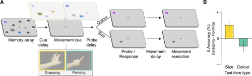 Figure 2. Prioritisation of action-relevant feature dimensions. (A) In a typical paradigm, participants memorise a set of items defined by different feature dimensions (here, size and colour) and are cued to prepare a grasping or pointing movement during the maintenance interval, but to withhold movement execution until after completion of the memory task at the end of the trial. Memory and movement tasks are unrelated, that is, the movement type is not predictive of the upcoming memory probe type. The different movement types render different features action-relevant: While size is a relevant feature dimension for grasping, colour can be used to guide a pointing movement. Item representations defined along action-relevant feature dimensions benefit from their increased attentional weight (yellow for grasping, green for pointing). (B) As a result, memory performance for size items is better during the preparation of a grasp, whereas performance for colour items tends to be slightly better while a pointing movement is being prepared. This plot illustrates typical results; for the original data see Heuer and Schubö (Citation2017).