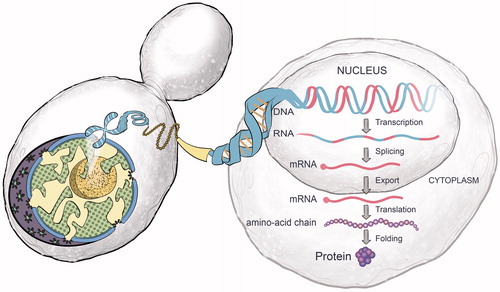 Figure 3. The process of protein biosynthesis starts with the transcription of a gene’s DNA to messenger RNA (mRNA) in the nucleus. Once the mRNA molecules are processed (e.g. the removal of non-coding introns separating the exons), they are exported through the pores of the nuclear membrane to the ribosomes where they are translated into proteins.