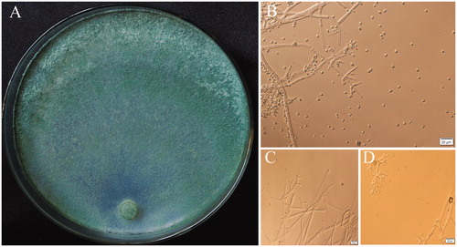 Figure 2. (A) The colony characteristics of T. hengshanicum, cultured on 2% PDA 5d; (B–D) Microscopic feature of T. hengshanicum Conidiophore, Phialides and Conidia.