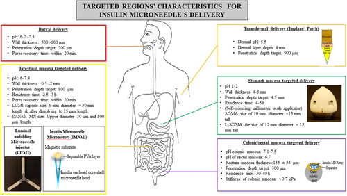 Figure 4. Factors taken into account for the targeted delivery of insulin microneedles. Insulin microneedle micromotors (Zhang et al., Citation2022): Copyright© 2022 Xiaoxuan Zhang et al. Exclusive Licensee Science and Technology Review Publishing House. Distributed under a Creative Commons Attribution License (CC BY 4.0). https://spj.science.org/doi/10.34133/2022/9797482?url_ver=Z39.882003&rfr_id=ori:rid:crossref.org&rfr_dat=cr_pub%20%200pubmed (accessed on 16 November 2023). Implantable transdermal patch: adapted and reproduced with permissions (Kim et al., Citation2020). Copyright (2020), Elsevier. Colonic mucosa-targeted microneedle-containing robots: adapted and reproduced with permissions (Huang et al., Citation2023). Copyright (2023), John Wiley & Sons, Inc.