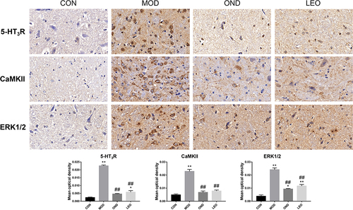 Figure 7 Effects of LEO pretreatment on the expression of 5-HT3R, CaMKII, and ERK1/2 protein in the medulla oblongata tissue of rats with vomiting (Immunohistochemistry, 100), and the changes of 5-HT3R, CaMKII, and ERK1/2 protein expression in the medulla oblongata tissue. *P < 0.05, **P < 0.01 vs control group; #P < 0.05, ##P < 0.01 vs model group.