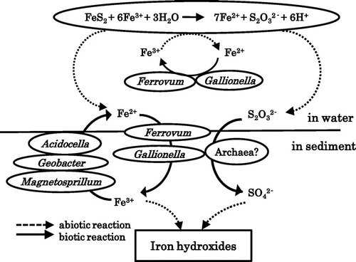 Fig. 4. Model showing the roles of the different microorganisms identified in the pond of Yasumi-Ishi tunnel.Note: Microorganisms are shown with their roles in the iron and sulfur cycles.