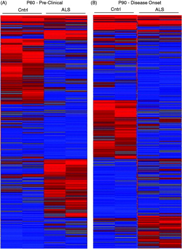 Figure 1. Heatmaps from early- and mid-symptomatic G93A SOD1 astroglia show dramatic gene dysregulation. (A) Early onset P60 control vs mutant SOD1 astroglia display differential gene expression, (B) Mid onset P90 control vs mutant SOD1 astroglia display differential gene expression. A total of four mice were used for each time point and all probes being illustrated.