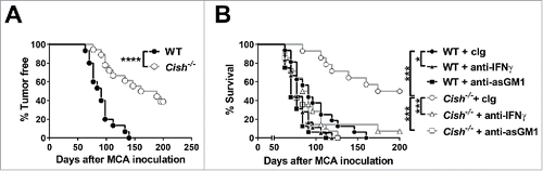 Figure 2. Cish-deficient mice are protected from MCA-induced tumor development. (A) Groups of 15 B6.WT (Cish+/+) and 18 B6.Cish−/− male mice were inoculated s.c. in the hind flank with 300 µg of MCA in 0.1 mL of corn oil. Mice were then monitored for fibrosarcoma development over 250 d, and data were recorded as the percentage tumor free mice (tumors > 3 mm in diameter were recorded as positive). (B) Groups of 16–18 B6.WT (Cish+/+) and 14 B6.Cish−/− male mice were inoculated s.c. in the hind flank with 300 µg of MCA in 0.1 mL of corn oil. Mice were treated with either 250 μg hamster cIg, 50 μg anti-asialoGM1 (anti-asGM1; NK cell depletion) or 250 μg anti-IFN-γ antibodies injected i.p. on days −1, 0, 7, 12, 24, 28, 35, and 42. Mice were monitored for fibrosarcoma development over 200 d. Tumors were measured every week with a caliper square as the product of two perpendicular diameters (mm2). Mice were euthanized when the tumor reached > 150 mm2 in square diameter. Statistically significant survival differences between the groups were determined by the Log-rank Mantel–Cox test (A) followed by the Bonferroni correction for multiple testing (B) (*p < 0.05; ***p < 0.001; ****p < 0.0001).
