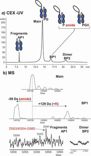 Figure 5. (a) CEX-UV profile of an Fc-fusion protein and (b) deconvoluted mass spectra of each peak in the CEX-UV profile of the Fc-fusion protein. In panel (a), the cartoon of the Fc-fusion protein represents the assignment of each peak based on MS measurement