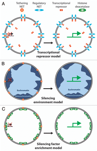 Figure 6 Possible mechanisms for NE interactions to regulate gene expression. Various models have been proposed for how NE tethering of a chromosome or gene could affect gene regulation. (A) Transcriptional regulator sequestration. One NET (orange ball) recruits a gene to the periphery while another NET (blue oval) recruits a transcriptional regulator, in this case a transcriptional repressor (red rectangle). Because the environment of the NE is only ∼1/40 the volume of the nucleus this would effectively increase the local concentration of the transcriptional regulator to keep the gene more tightly repressed. During differentiation expression would shut down for the NET tethering the gene (or the transcriptional repressor) enabling the gene to move away from the high local concentration of the repressor and become more strongly activated. There are obviously many versions of this model. (B) Recruitment to a generally silencing environment. The majority of NE interactions with chromatin identified to date appear to involve heterochromatin by both the original definition of electron dense chromatin observed by electron microscopy and the more modern definition of histones carrying silencing modifications. Thus recruitment of a gene to the periphery could result in its silencing by the general environment. One flaw with this model is that NETs tend to be generally distributed throughout the INM and there are also patches of euchromatin at the periphery so the gene could conceivably move to an active region and not be repressed e.g., tethering NETs (gold balls) in lighter blue regions of euchromatin. (C) Silencing enzyme recruitment model. In addition to binding directly to silenced chromatin, some NETs have been found to recruit factors that modify chromatin to a silent configuration (e.g., the LAP2 interaction with HDAC3 and the LBR interaction with MeCP2). Thus merging aspects of the first two models, co-recruitment of a gene and a chromatin-silencing enzyme to the periphery would effectively shut expression from the gene.