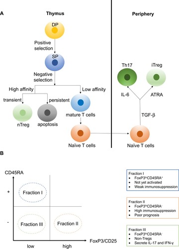 Figure 1 (A) Double-positive (DP) CD4+CD8+ T cells can recognize either MHCI or MHCII and are allowed to undergo negative selection. During negative selection, transiently activated single-positive (SP) CD4+ T cells show high affinity for antigen-MHCII complexes and can differentiate into regulatory CD4+ T cells. However, persistently activated SP T cells show high affinity for antigen-MHC complexes and lead to apoptosis. Tregs formed in the thymus are referred to as natural Tregs (nTregs). On the other hand, mature naïve CD4+ T cells can differentiate into Tregs in the presence of transforming growth factor beta (TGF-β) and all-trans retinoic acid (ATRA), and this type of Tregs formed in the periphery are referred to as inducible Tregs (iTregs). (B) Tregs can divide into three fractions based on the differential expression levels of CD45RA and FoxP3. Fraction I is the FoxP3loCD45RA+ subpopulation, also referred to as naïve Tregs (nTregs). This set of Tregs is not yet activated and thus possess weak immunosuppressive activity. Fraction II is the FoxP3hiCD45RA− subpopulation, referred to as effector Tregs (eTregs), and they possess high immunosuppressive activity. Fraction III is the FoxP3loCD45RA− subpopulation, referred to as non-Tregs, and they lack immunosuppressive activity. However, FoxP3loCD45RA− non-Tregs can secrete pro-inflammatory cytokines such as IL-17 and IFN-γ.