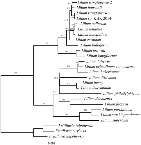 Figure 1. Phylogenetic analysis with 78 genes using randomized axelerated maximum likelihood (RAxML). Lilium pardalinum and L. washingtonianum form a clade, and they are sister to L. superbum of the section Pseudolirium. However, L. philadelphicum, another species of the section Pseudolirium, is distant from rest of the section Pseudolirium. The numbers on the node and scale refer to bootstrap values and substitutions per site, respectively.