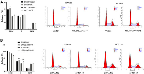 Figure 6 Hsa_circ_0043278 affects colorectal cancer cell cycle.