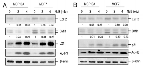Figure 1 HDACi downregulate BMI1. (A) MCF10A and MCF7 cells were treated with different concentrations of NaB for 24 h, cells were harvested and the expression of EZH2, BMI1, p21, Ac-H3 and β-actin (loading control) was determined by western blot analysis. The relative expression of BMI1 and EZH2 was determined by densitometric analysis of BMI1 and EZH2 signals normalized for the corresponding β-actin signal. The densitometric analysis was performed using Image J software (NIH, Bethesda, MD). (B) expression of EZH2, BMI1, p21, Ac-H3 and β-actin was determined by western blot analysis of control and VPA-treated MCF10A and MCF7 cells as indicated. The relative expression of BMI1 and EZH2 was determined as described in the preceding Figure legend (A).