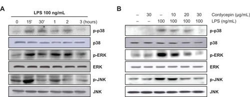 Figure 4 Effects of cordycepin on LPS-induced mitogen-activated protein kinase phosphorylation in RAW 264.7 macrophages.