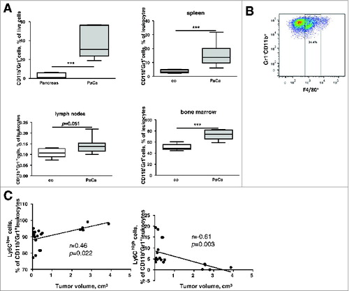 Figure 2. Phenotypic analysis of MDSC in PDAC. (A), MDSC frequencies in tumors and lymphatic organs of PDAC-bearing mice expressed as the percentage among live leukocytes. Data from two independent experiments are presented as box-and-whiskers plots (n = 5–9), ***p < 0.001. (B), a representative FACS analysis of F4/80+ MDSC (CD11b+Gr1+) subpopulation. (C), correlation of tumor volume (cm3) with the frequencies of intratumoral granulocytic and monocytic MDSC, r – Pearson correlation coefficient.