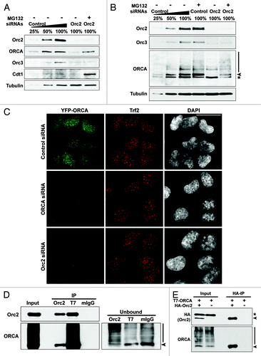 Figure 5. Orc2 prevents ORCA from proteasome-mediated degradation. (A) Immunoblot analysis of whole-cell extracts from cells treated with Orc2 siRNAs in the absence (-) or presence (+) of proteasomal inhibitor MG132. Varying concentrations (25%, 50% and 100%) of whole-cell extracts treated with luciferase siRNAs (control) are shown to provide information on the percentage of knockdown and reduction of protein levels. Note the destabilization of ORCA and Orc3 in Orc2-depleted U2OS cells and the inhibition of ORCA degradation in the presence of MG132. Orc3 is destabilized upon Orc2 depletion but cannot be stabilized upon MG132 treatment, whereas Cdt1 protein levels are elevated upon MG132 treatment. (B) Depletion of Orc2 in human WI38 cells. Note the degradation of ORCA and Orc3 in Orc2-depleted cells, but stabilization of ORCA, as well as evidence of polyubiquitinated ORCA in the presence of MG132. (C) Depletion of ORCA and Orc2 in YFP-ORCA-expressing cells. Immunofluorescence analysis was performed using Trf2 antibody. The scale bar represents 30 µm. (D) Immunoprecipitation using Orc2, T7 or mouse IgG antibody in T7-ORCA-expressing cells. Note Orc2 associates with non-ubiquitinated ORCA. The arrowhead in unbound fractions denotes the absence of non-ubiquitinated form of ORCA in the Orc2 IP unbound sample. Note the enrichment of ubiquitinated forms of ORCA in the Orc2 IP unbound sample. (E) Immunoprecipitation using HA antibody in cells co-expressing HA-Orc2 and T7-ORCA.