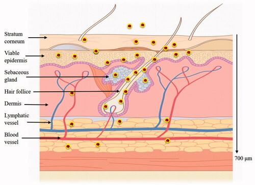 Figure 8. The transdermal delivery mechanism and depth of NLCs into skin.